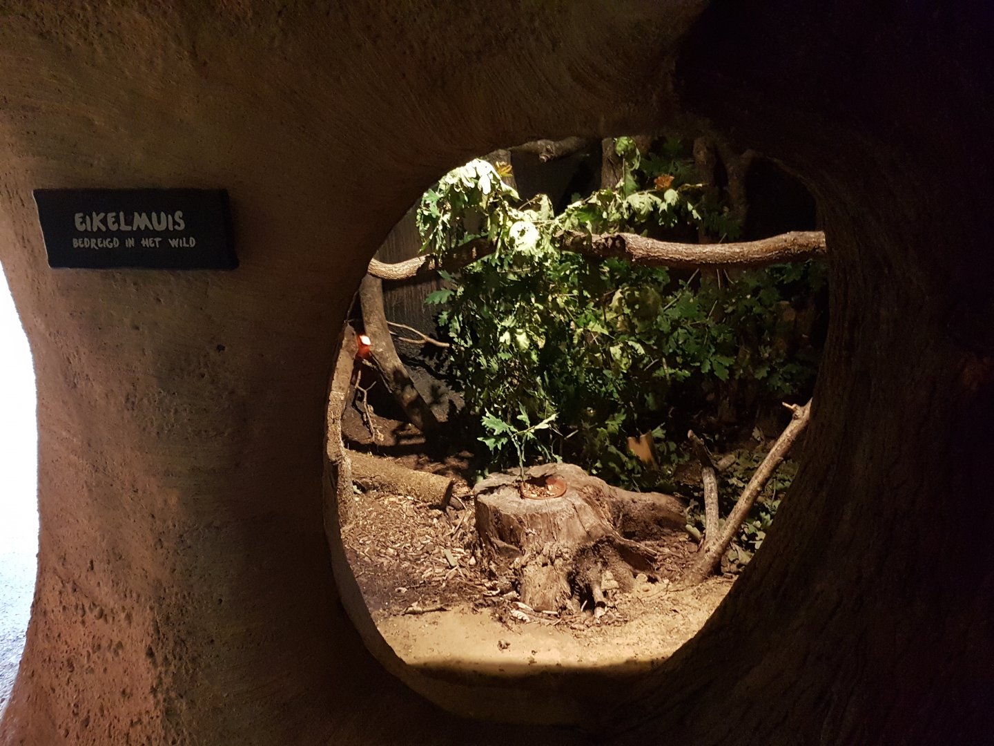 Enclosure Garden dormouse