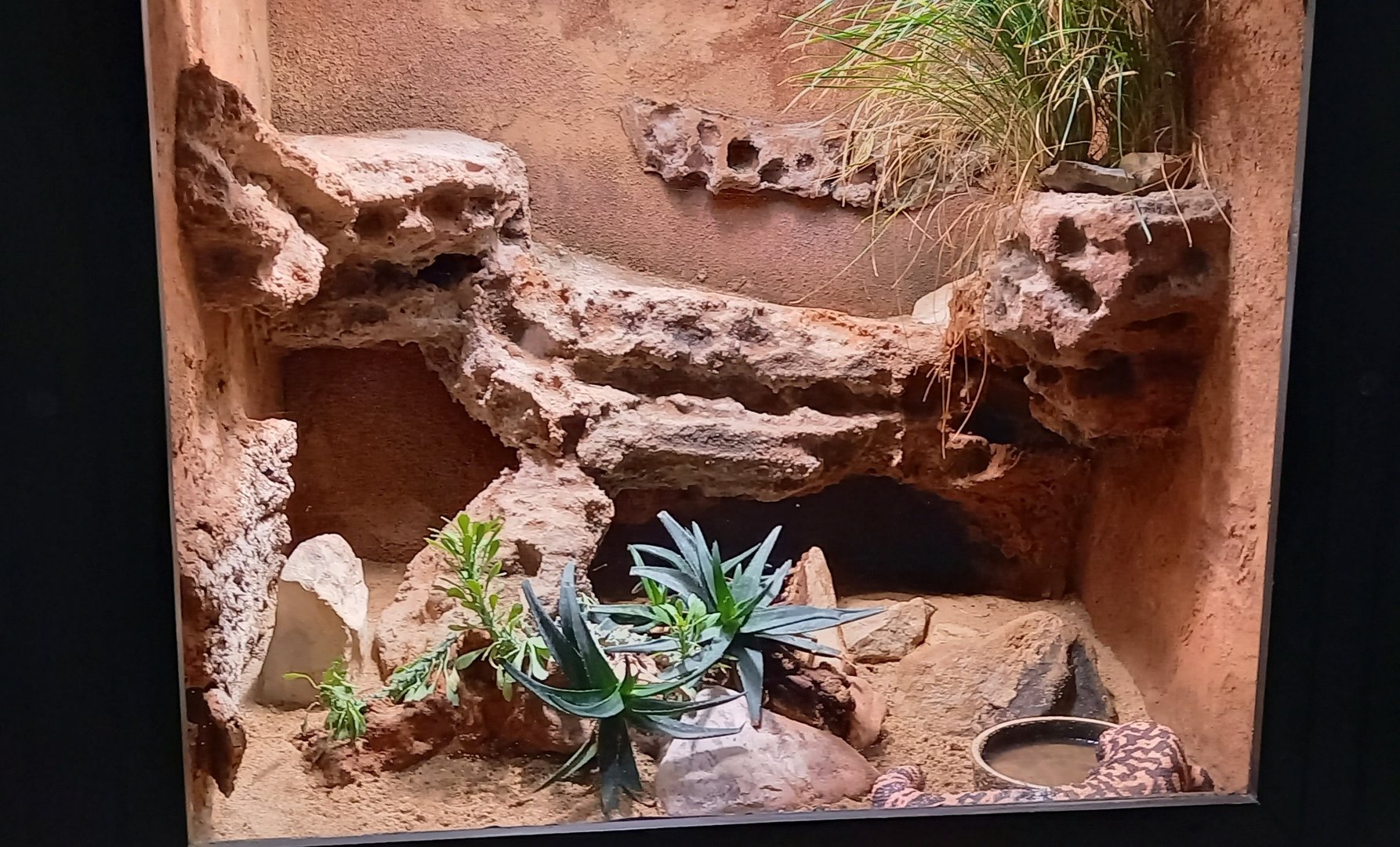 Enclosure Gial monster