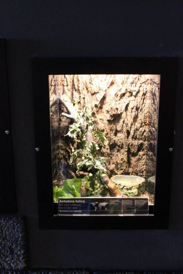 Enclosure Giant African land-snail