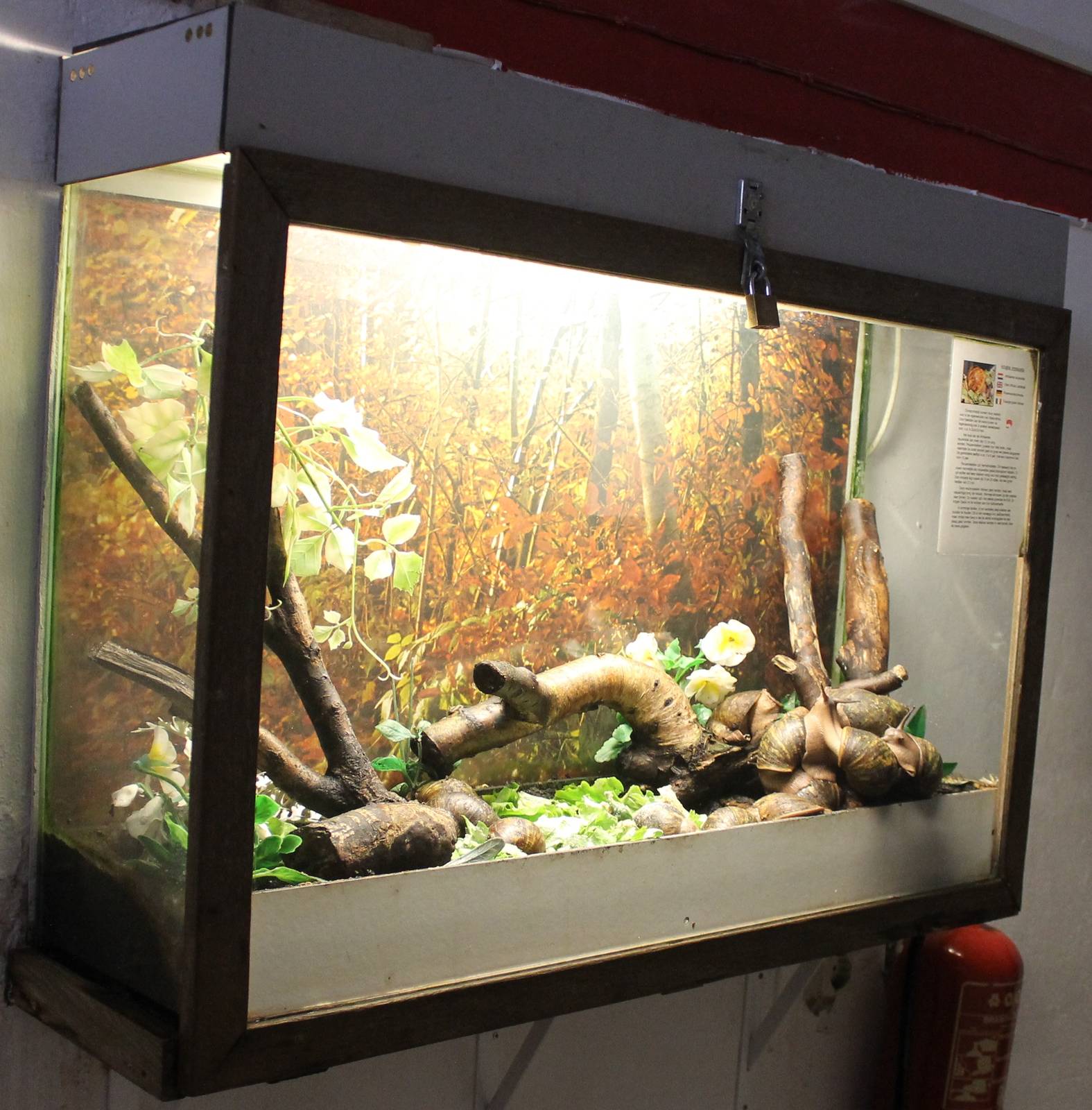 Enclosure Giant African landsnail