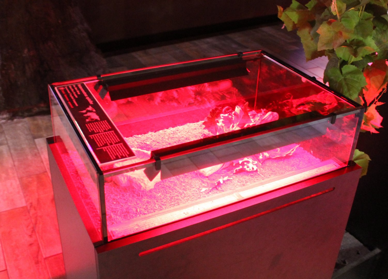 Enclosure Giant blue scorpion