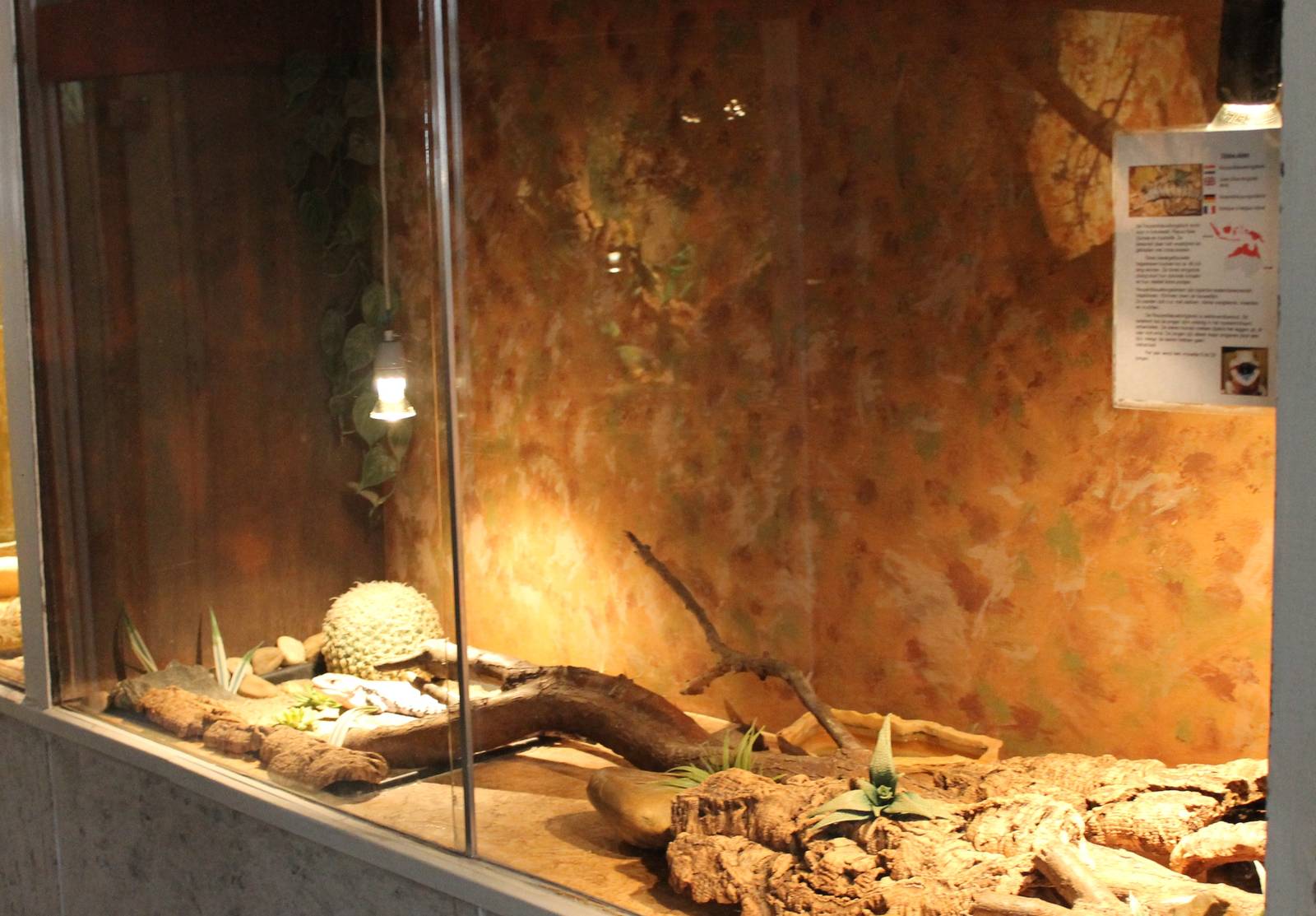 Enclosure Giant blue-tongued skink