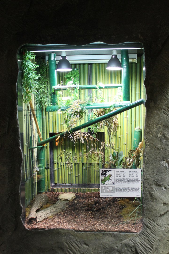 Enclosure Giant day gecko