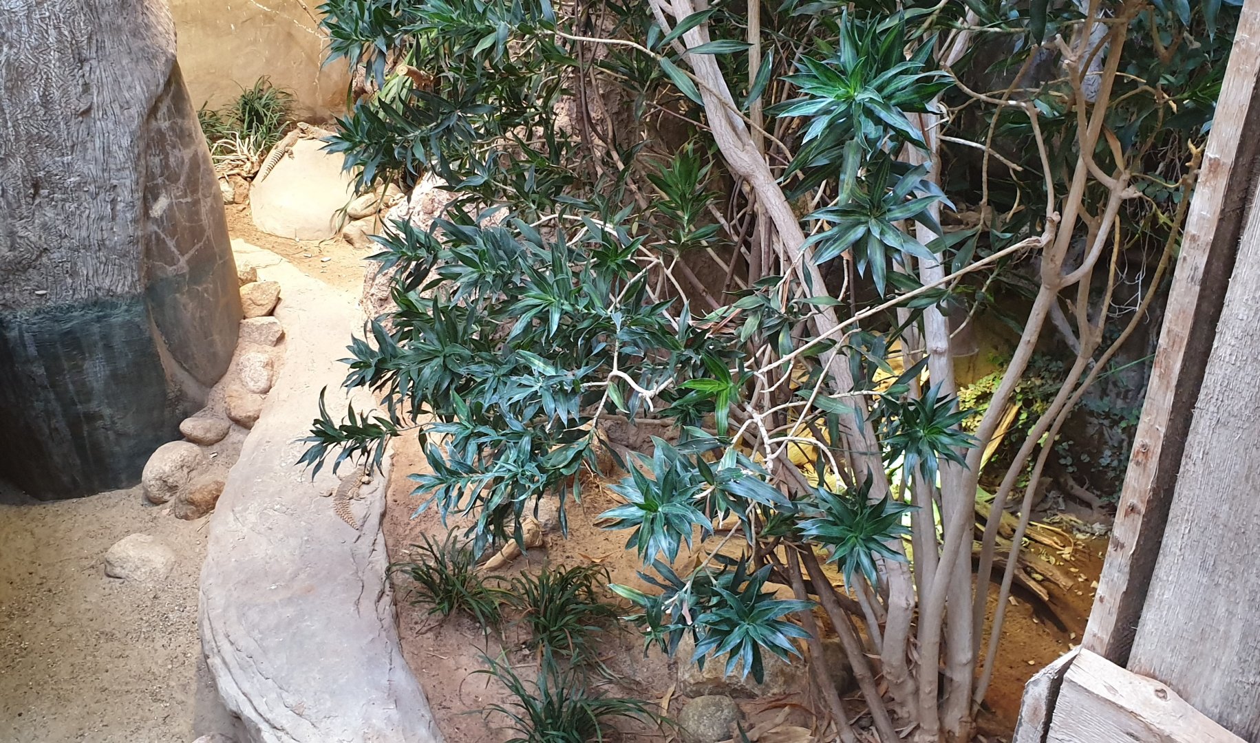 Enclosure Giant girdle-tailed lizard