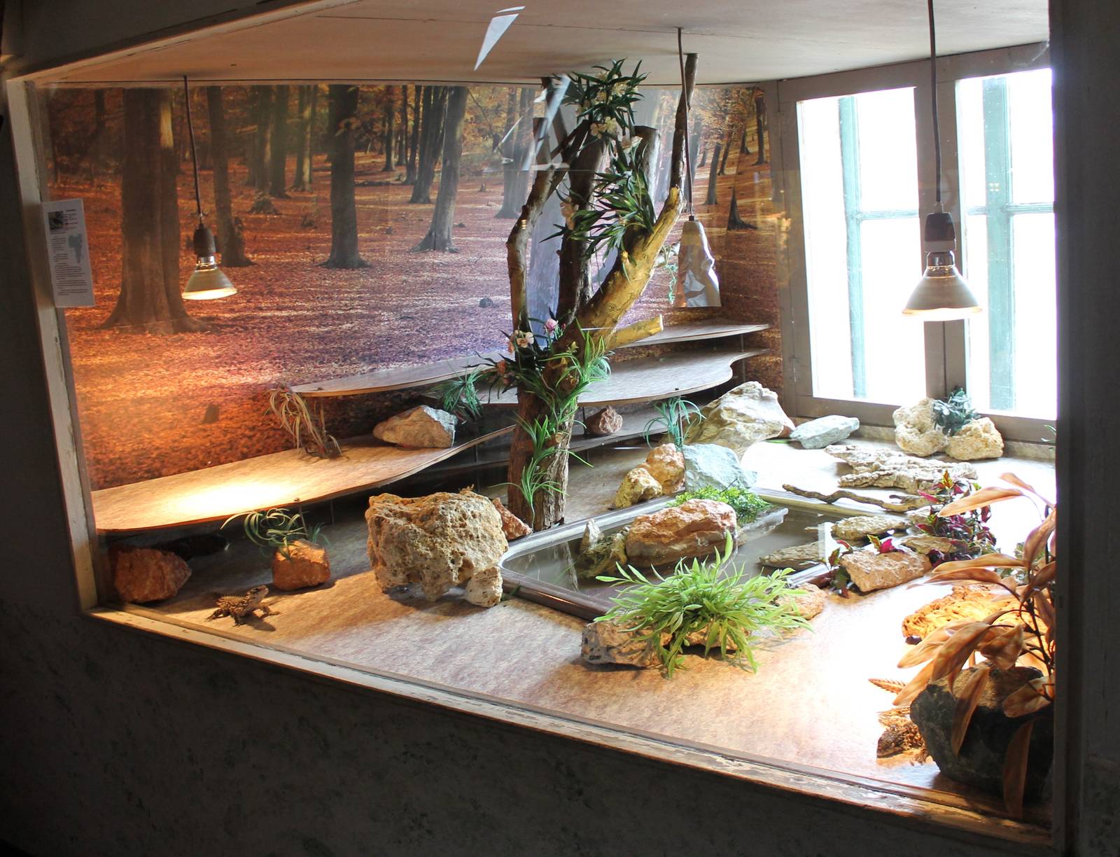 Enclosure Giant girdled lizard