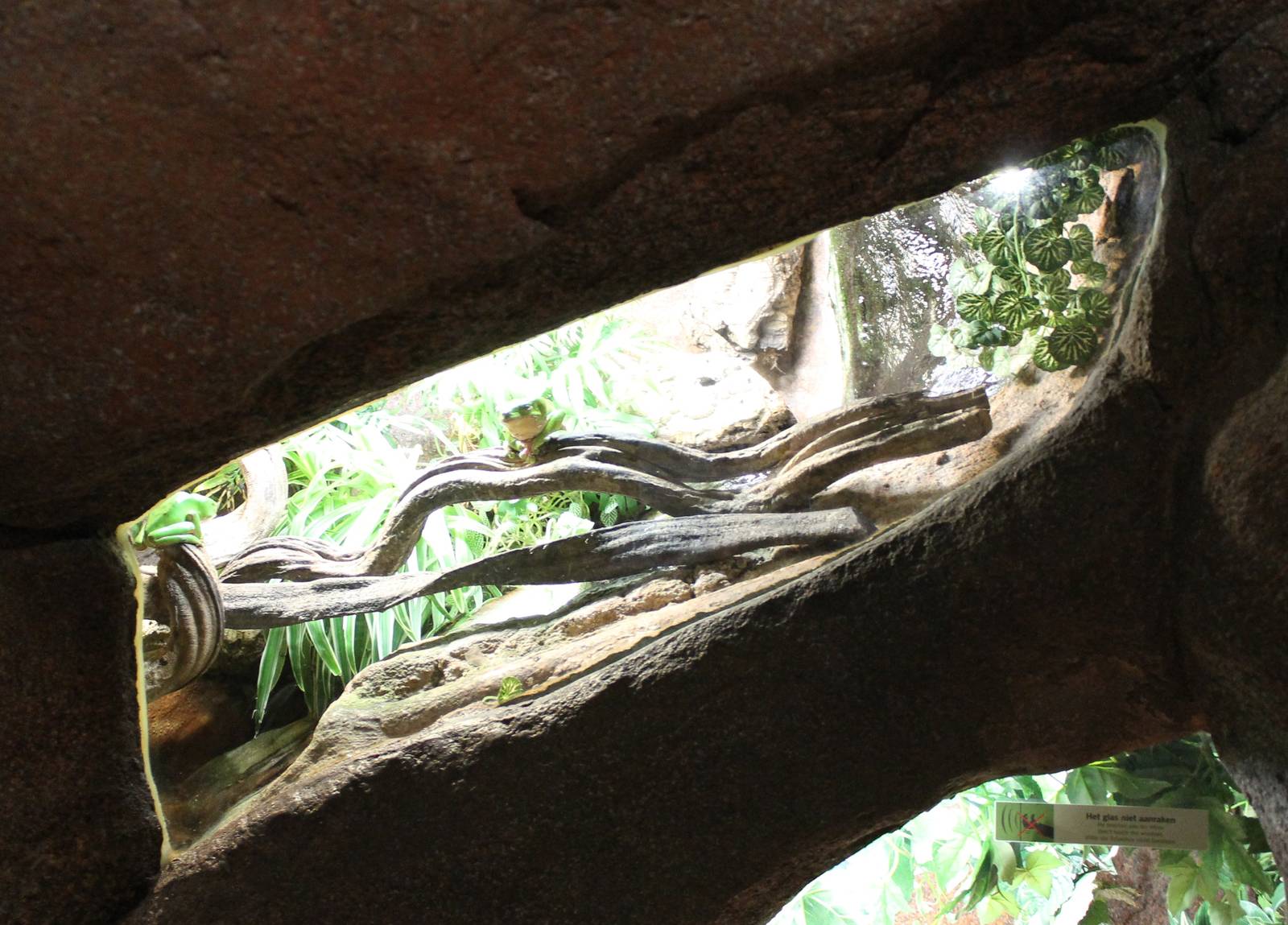 Enclosure Giant leaf frog