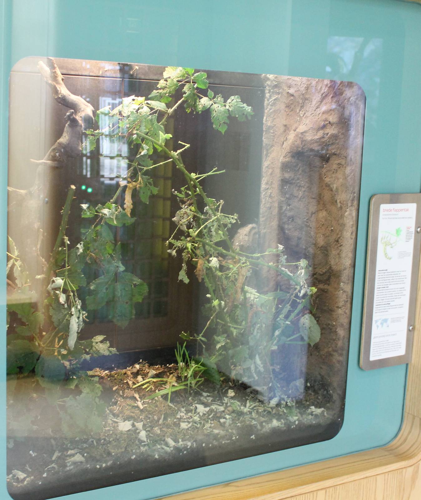 Enclosure Giant prickly stick insect