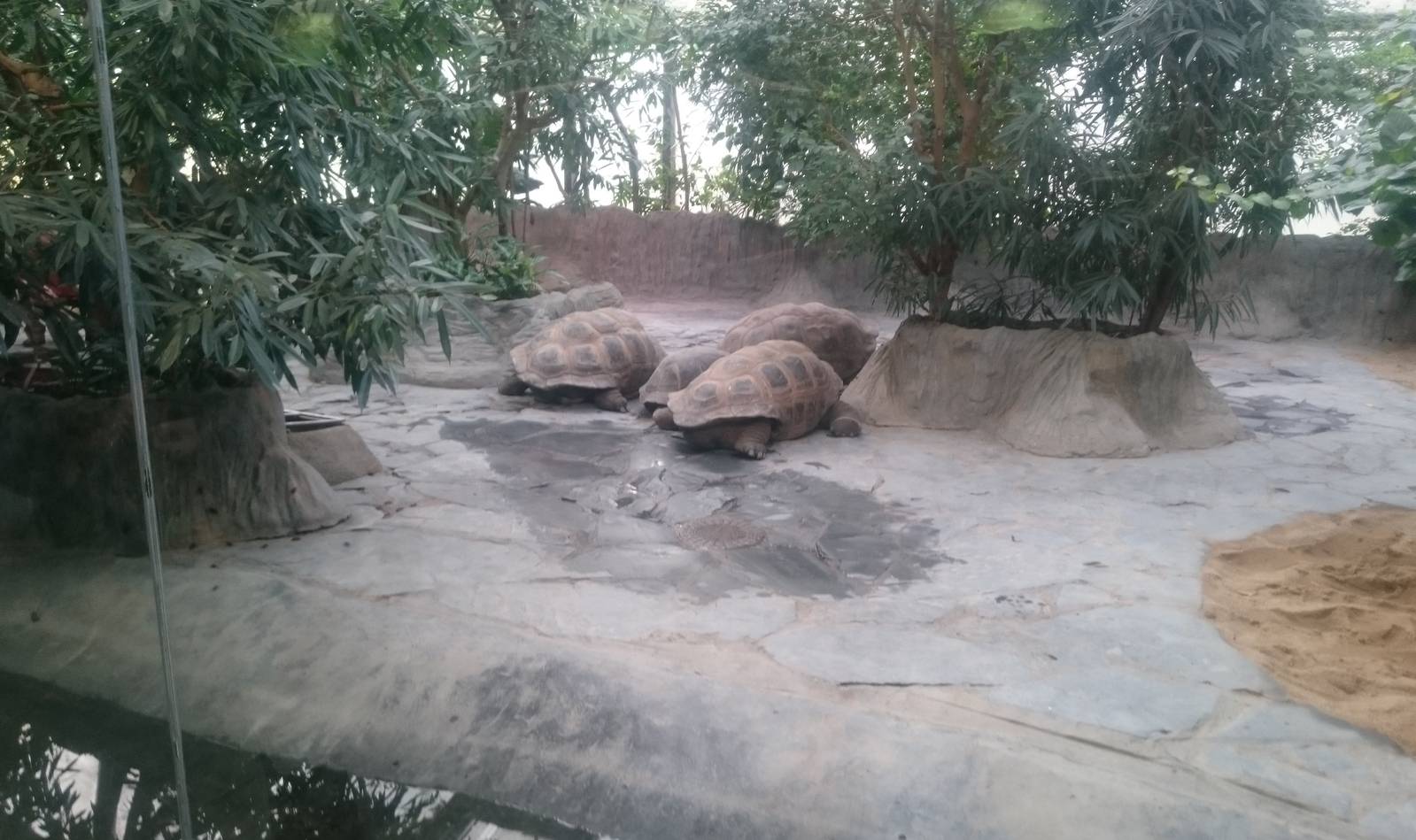Enclosure Giant tortoises