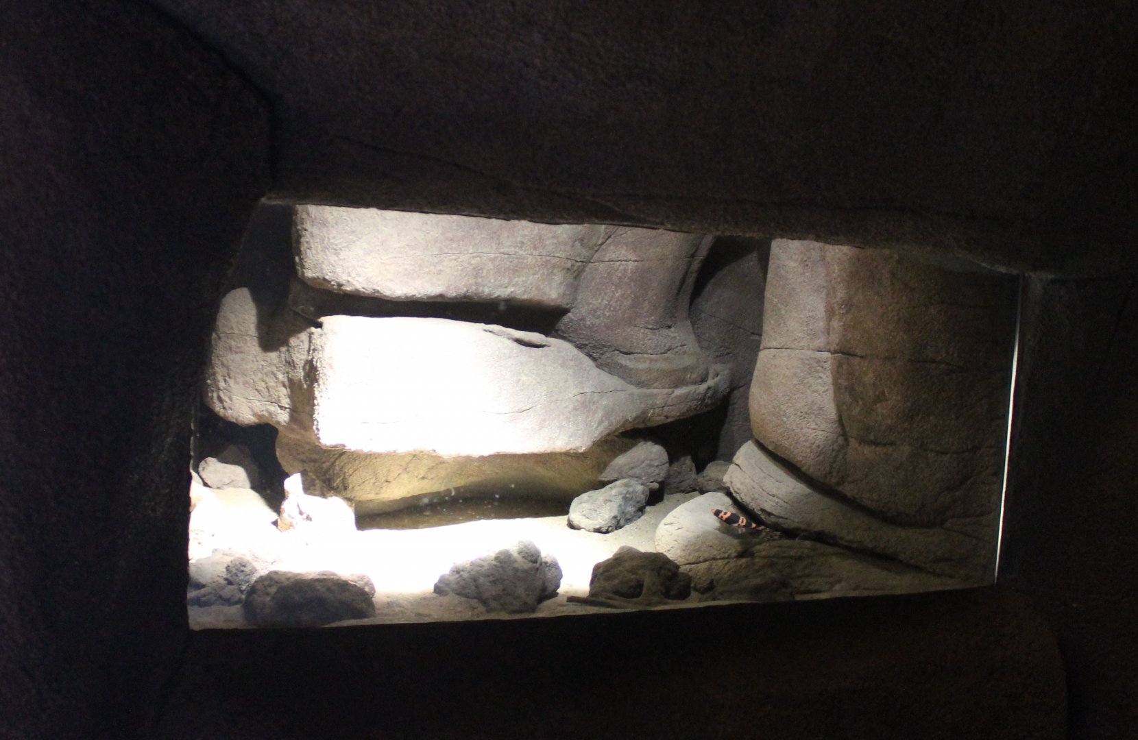 Enclosure Gila monster