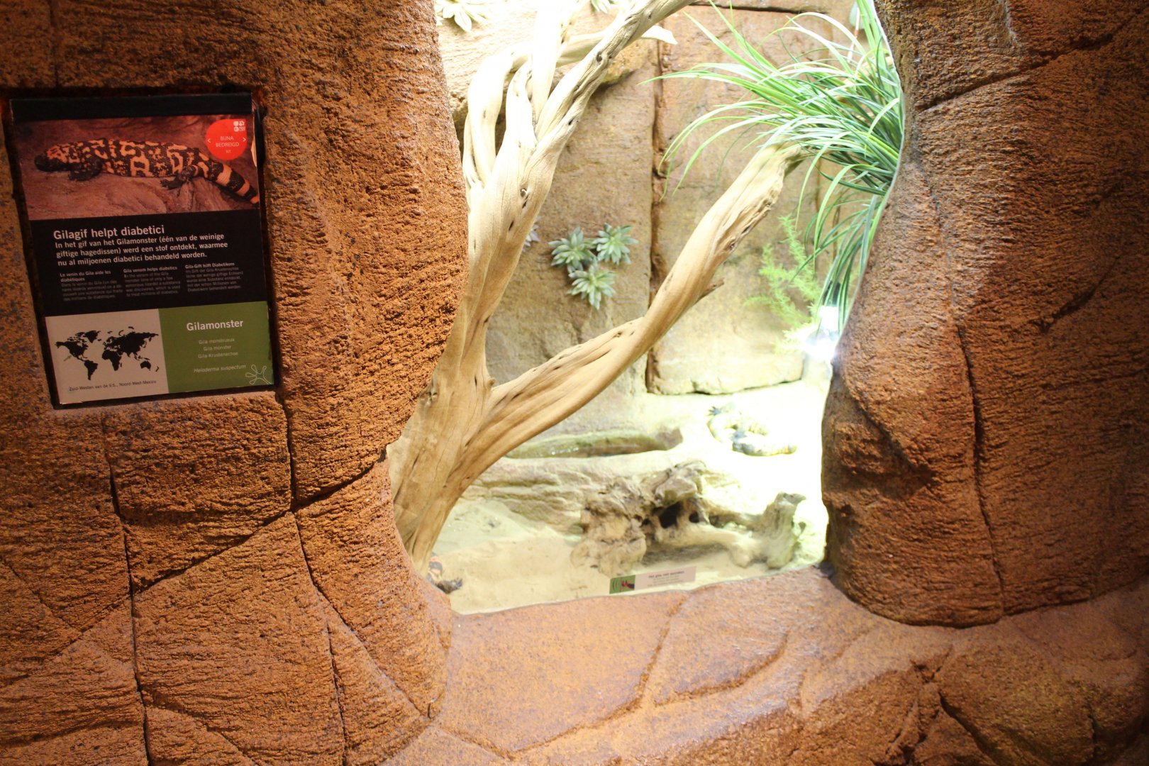 Enclosure Gila monster