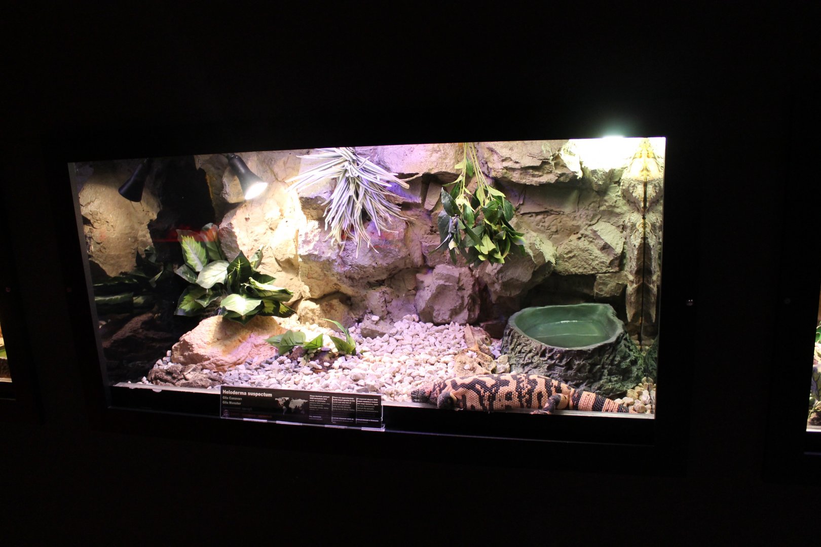 Enclosure Gila monster