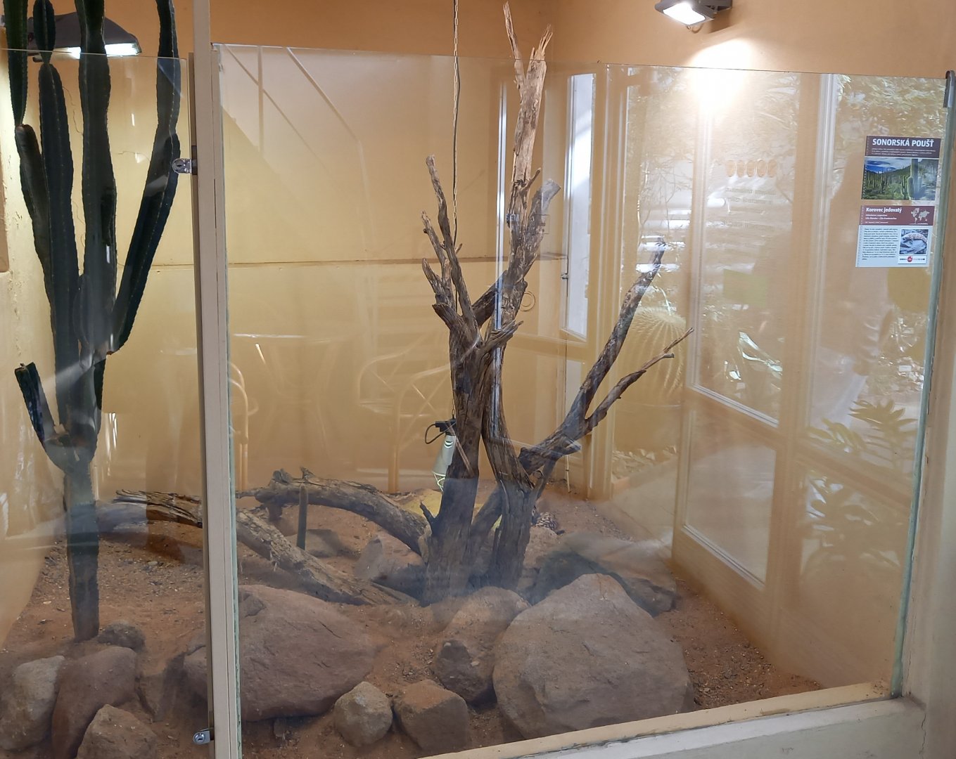 Enclosure Gila monster