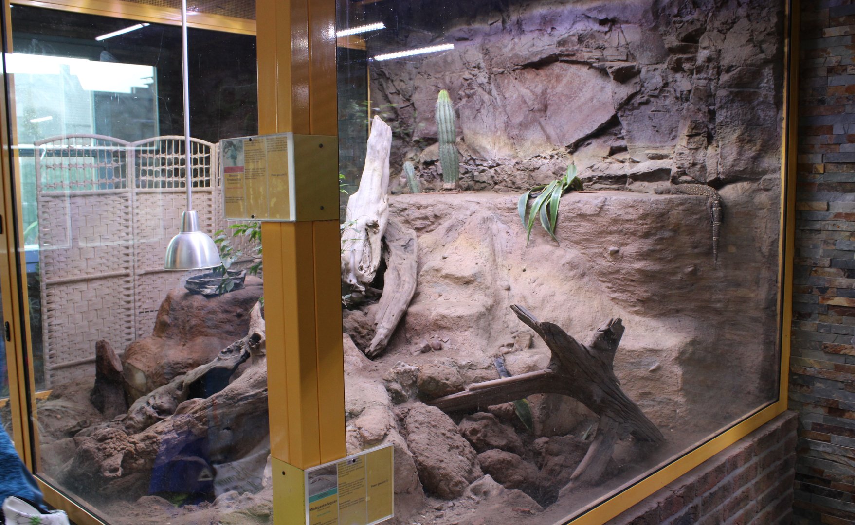 Enclosure Gila monster