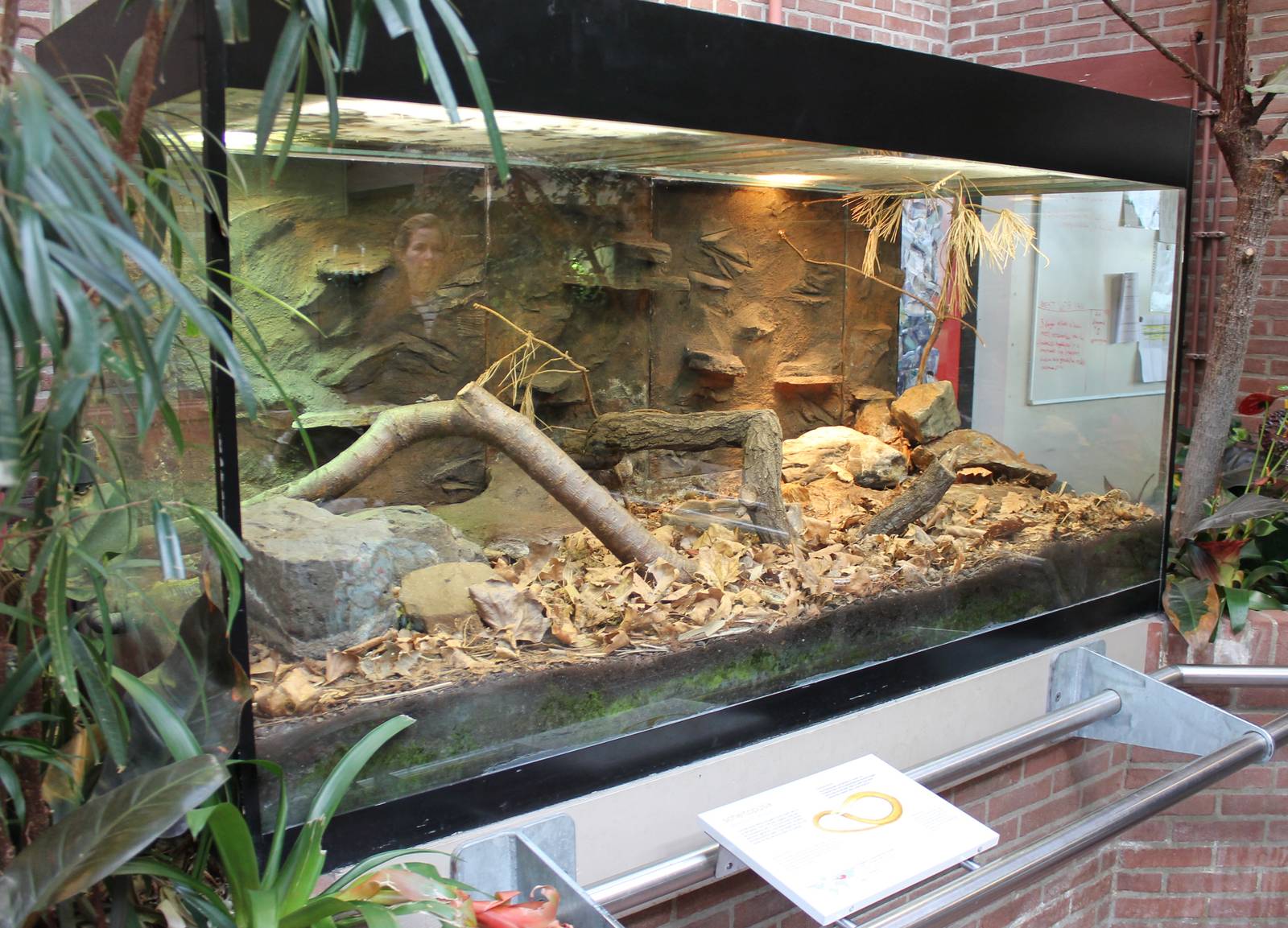 Enclosure Glass lizard and Ocellated lizard