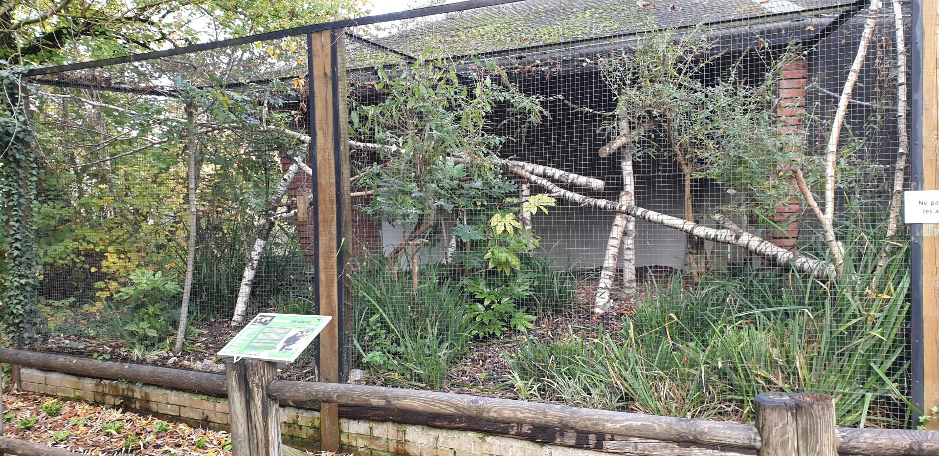 Enclosure Goeldi's marmoset