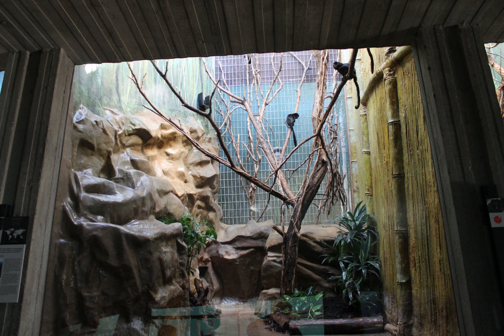 Enclosure Goeld'is monkeys