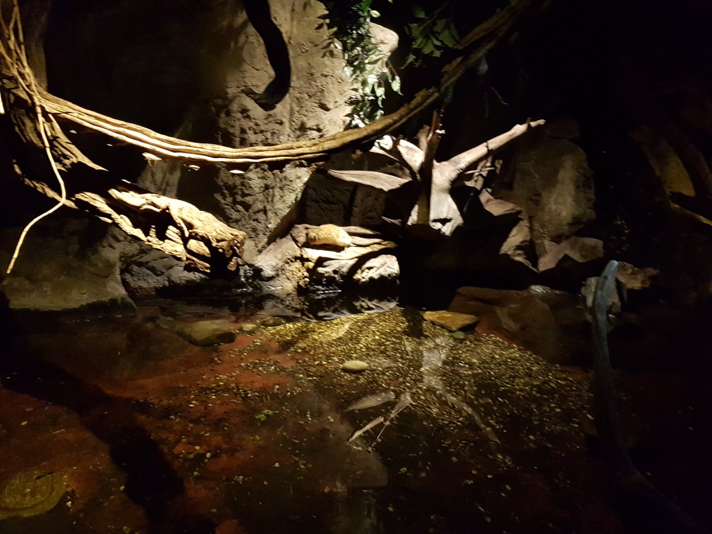 Enclosure Golden-bellied water rat