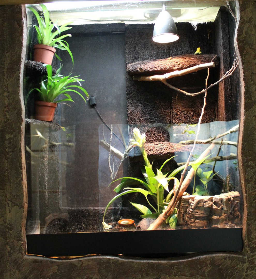 Enclosure Golden dart frog