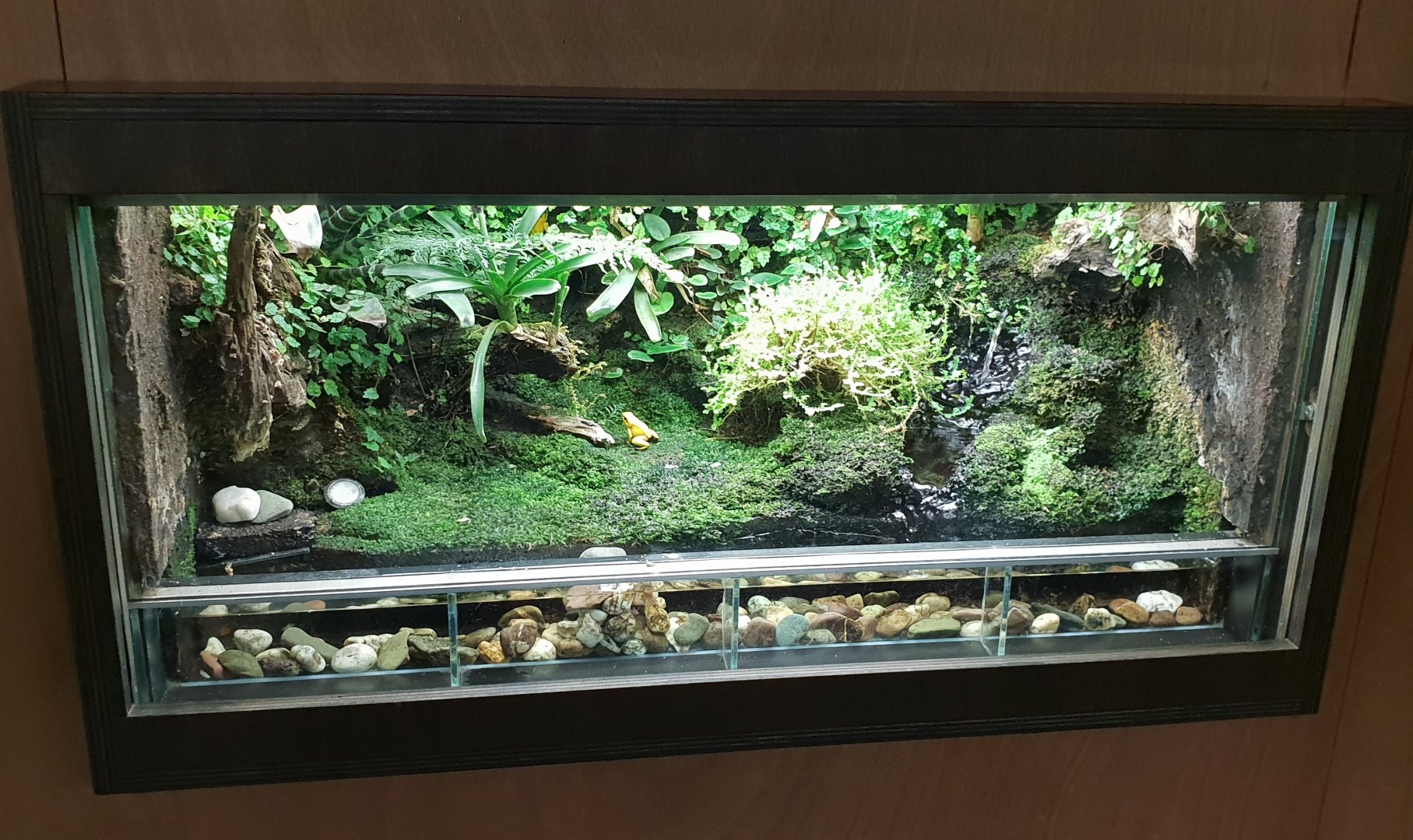 Enclosure Golden dart frog