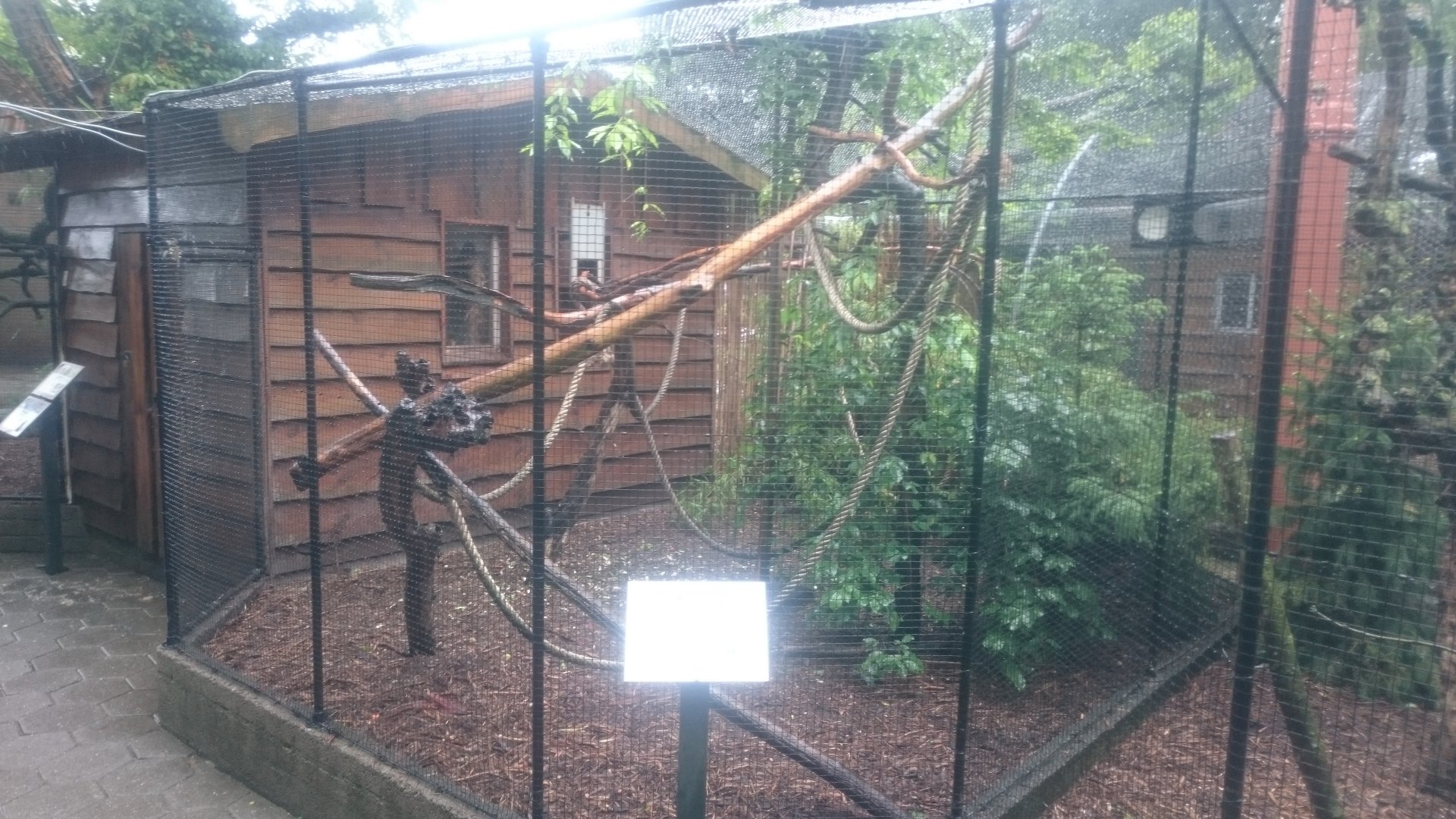 Enclosure Golden-headed lion tamarin