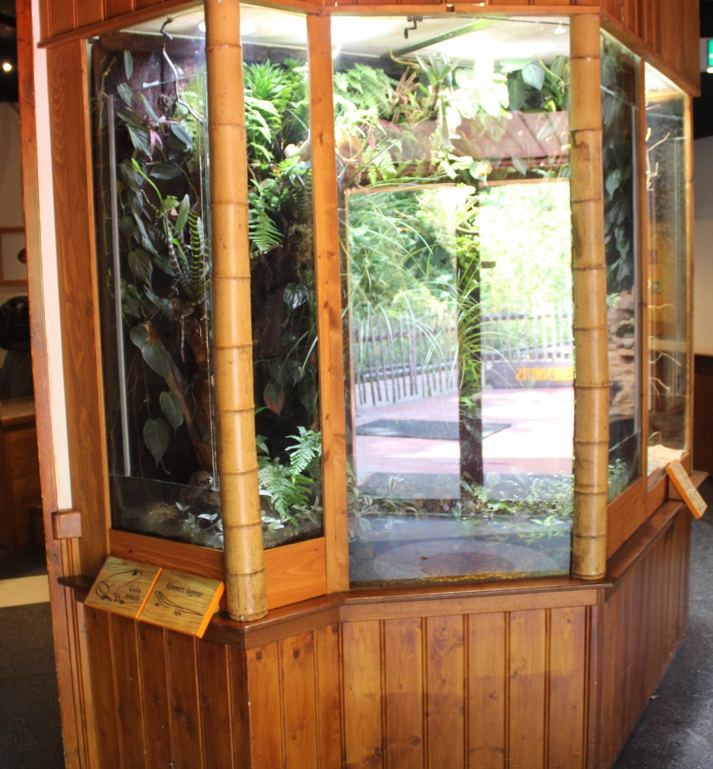 Enclosure Golden mantella - and day gecko