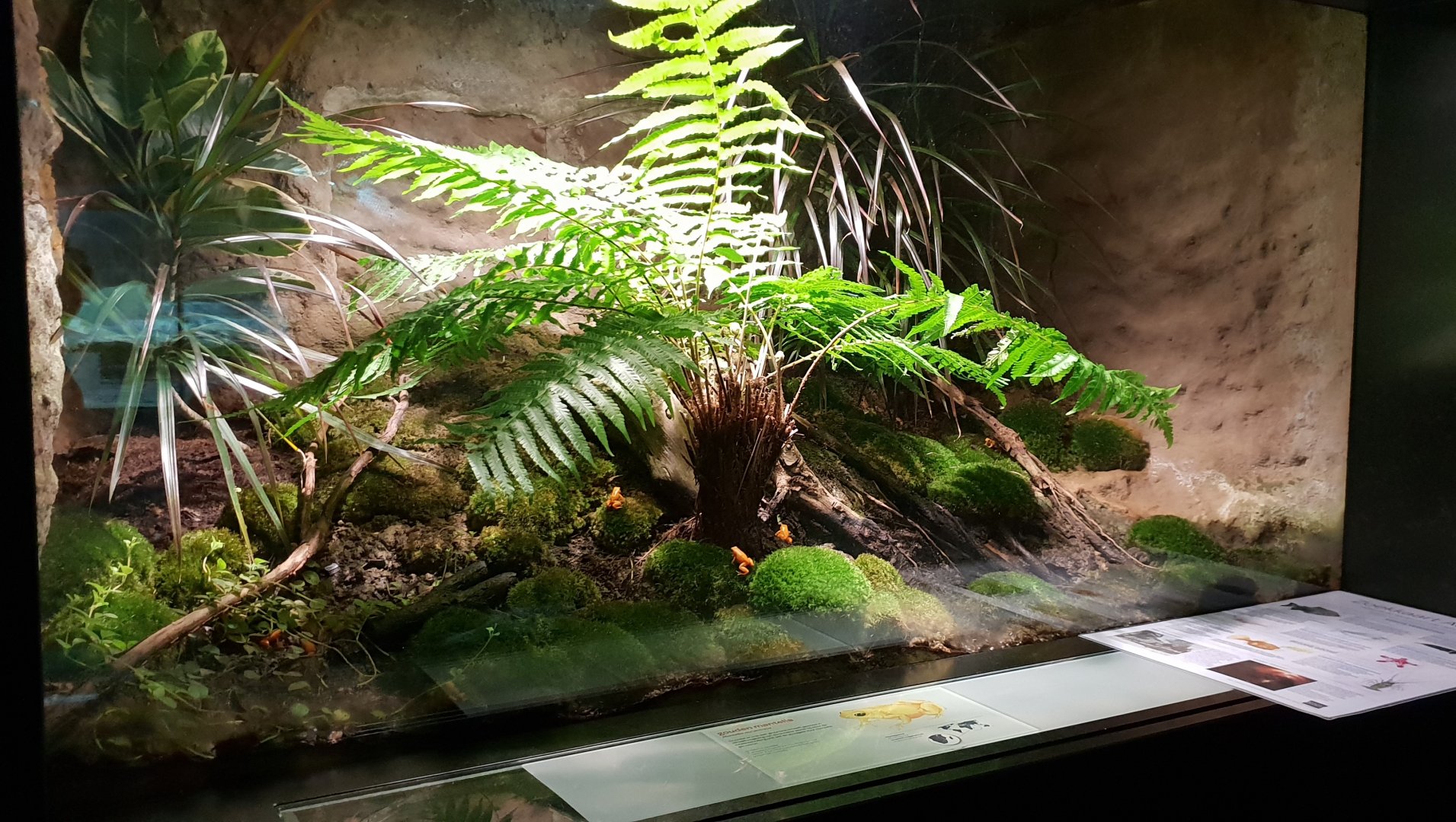 Enclosure Golden mantella