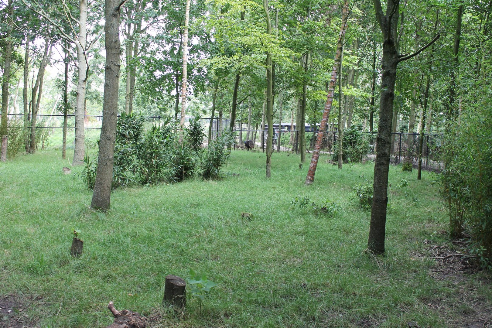Enclosure Golden-necked cassowary