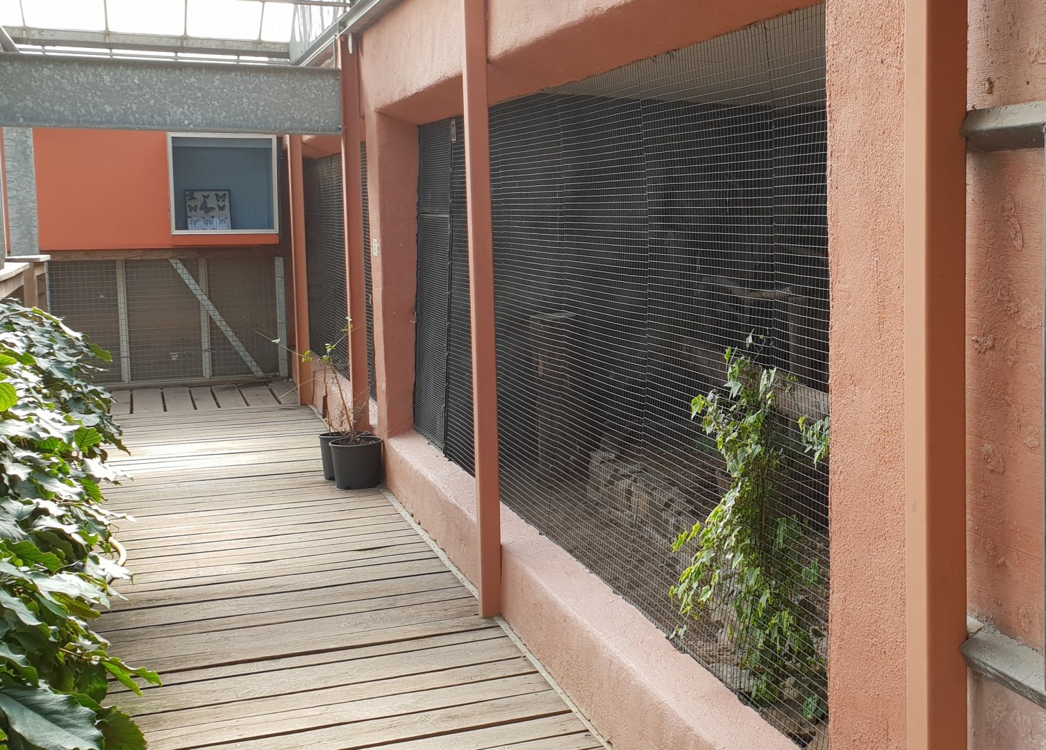 Enclosure Golden oriole