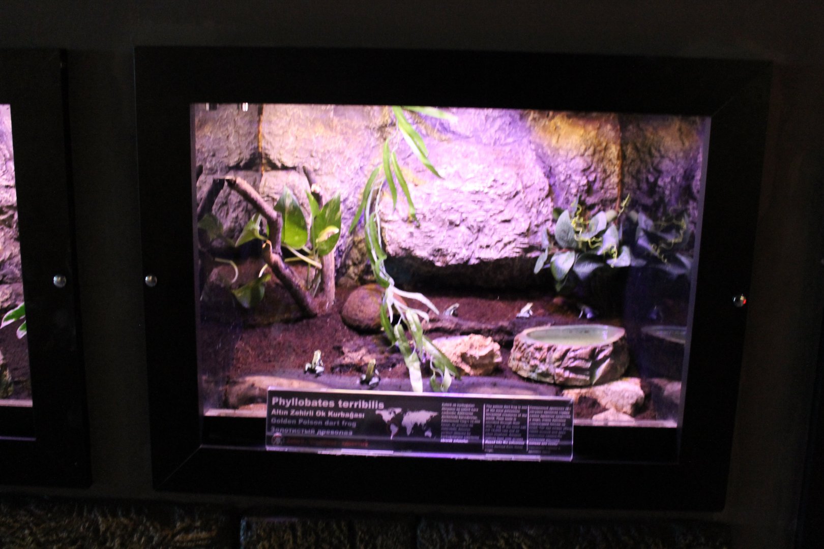 Enclosure Golden poison dart frog