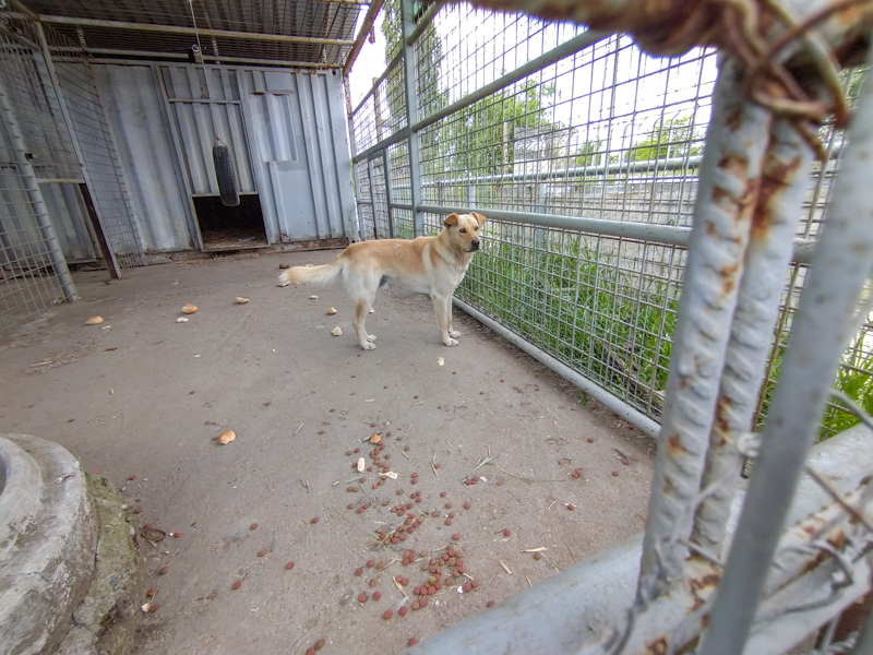 enclosure golden retriever