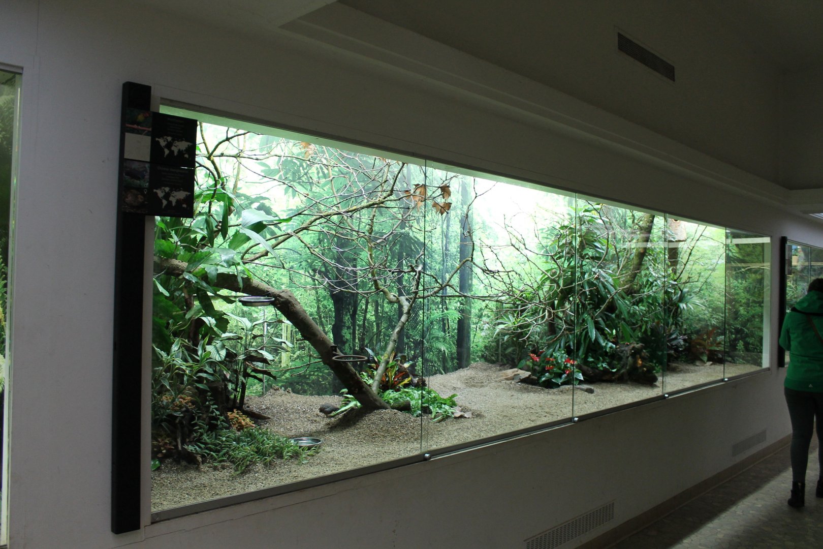 Enclosure Goldie's lorikeet - Painted quail
