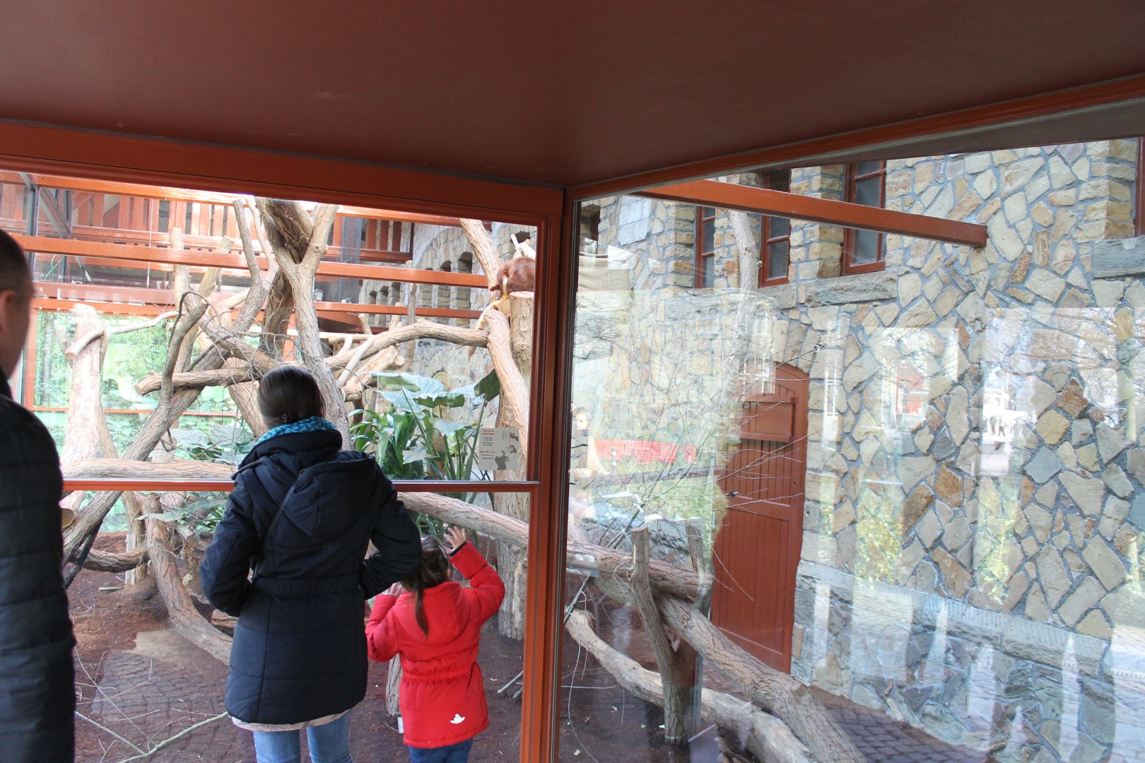 Enclosure Goodfellow's tree-kangaroo