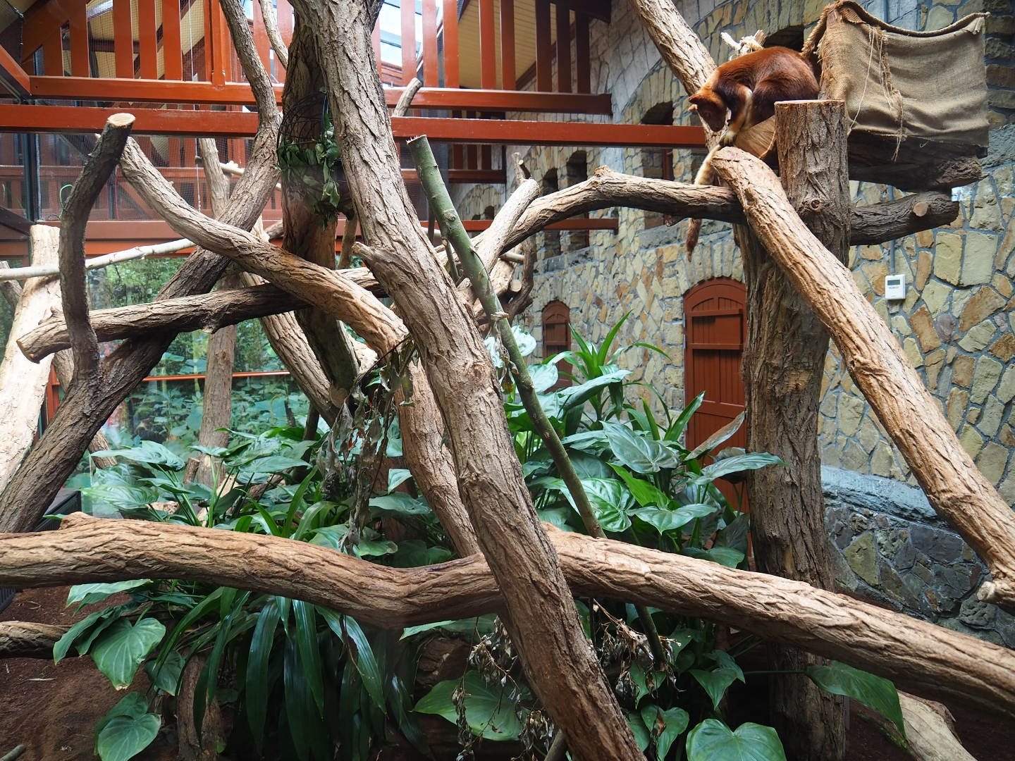 Enclosure Goodfellow's tree kangaroo