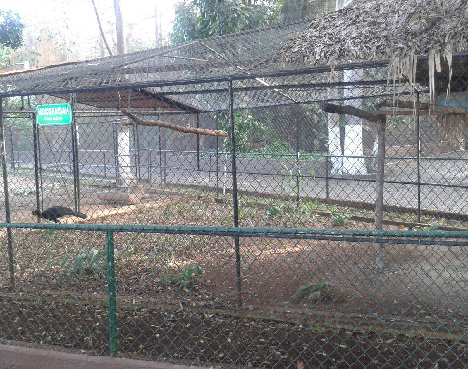 Enclosure Great curassow