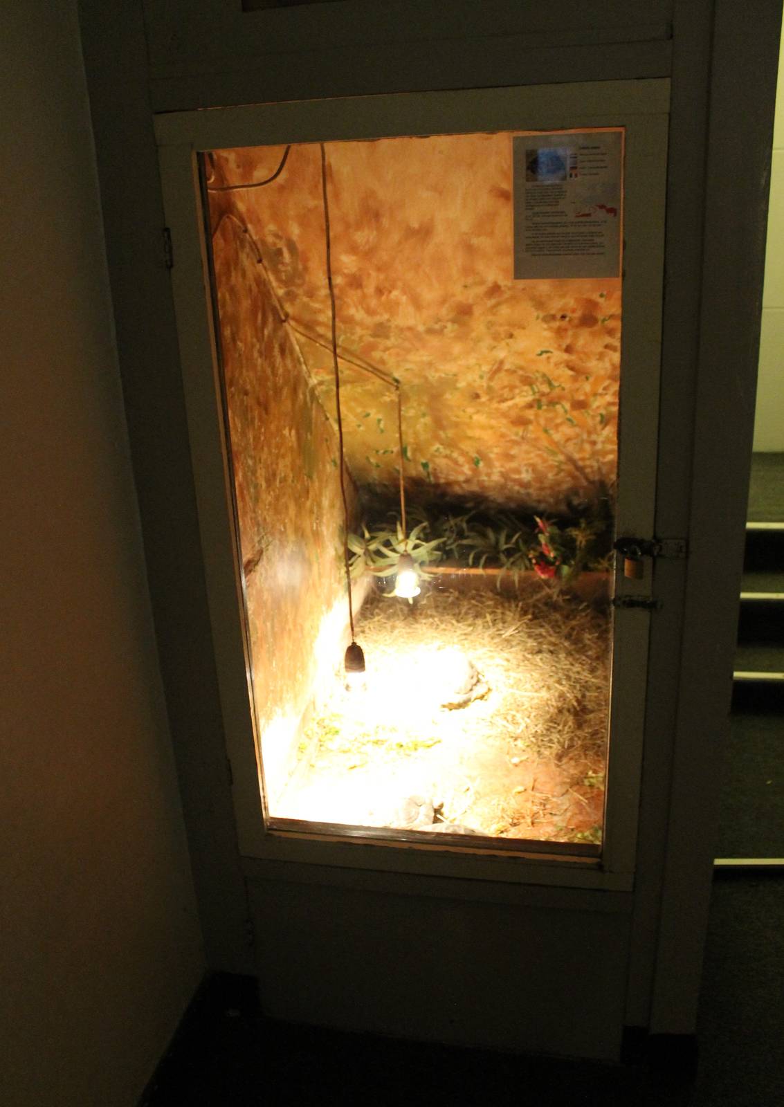 Enclosure Greek tortoise