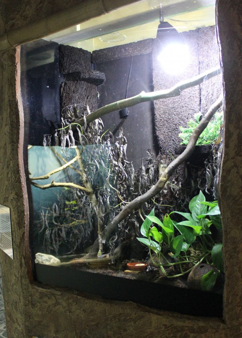 Enclosure Green and black dart frog