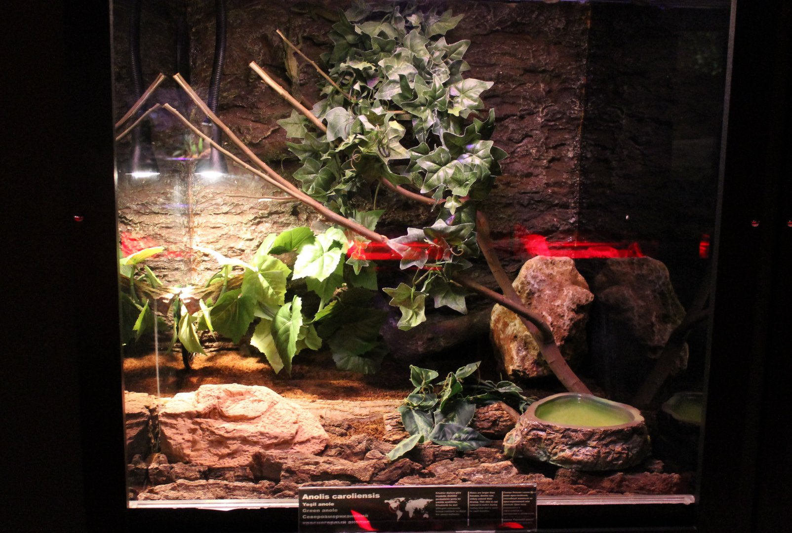 Enclosure Green anole