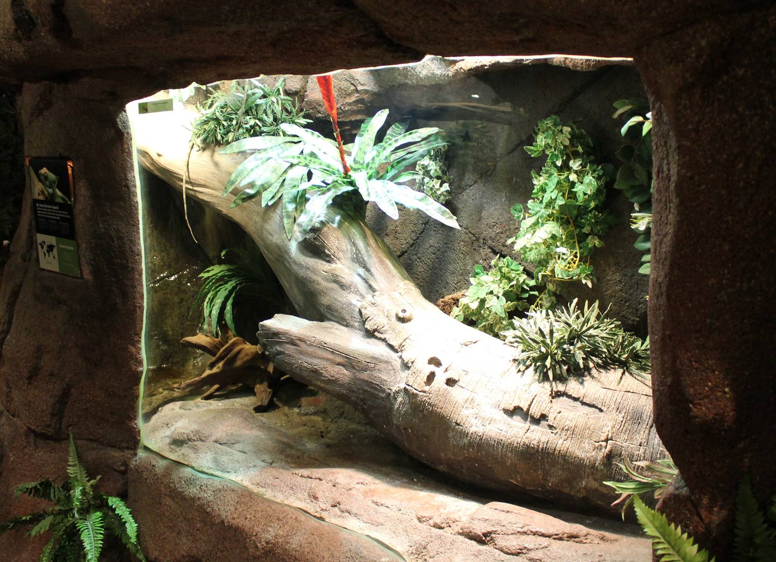 Enclosure Green basilisk