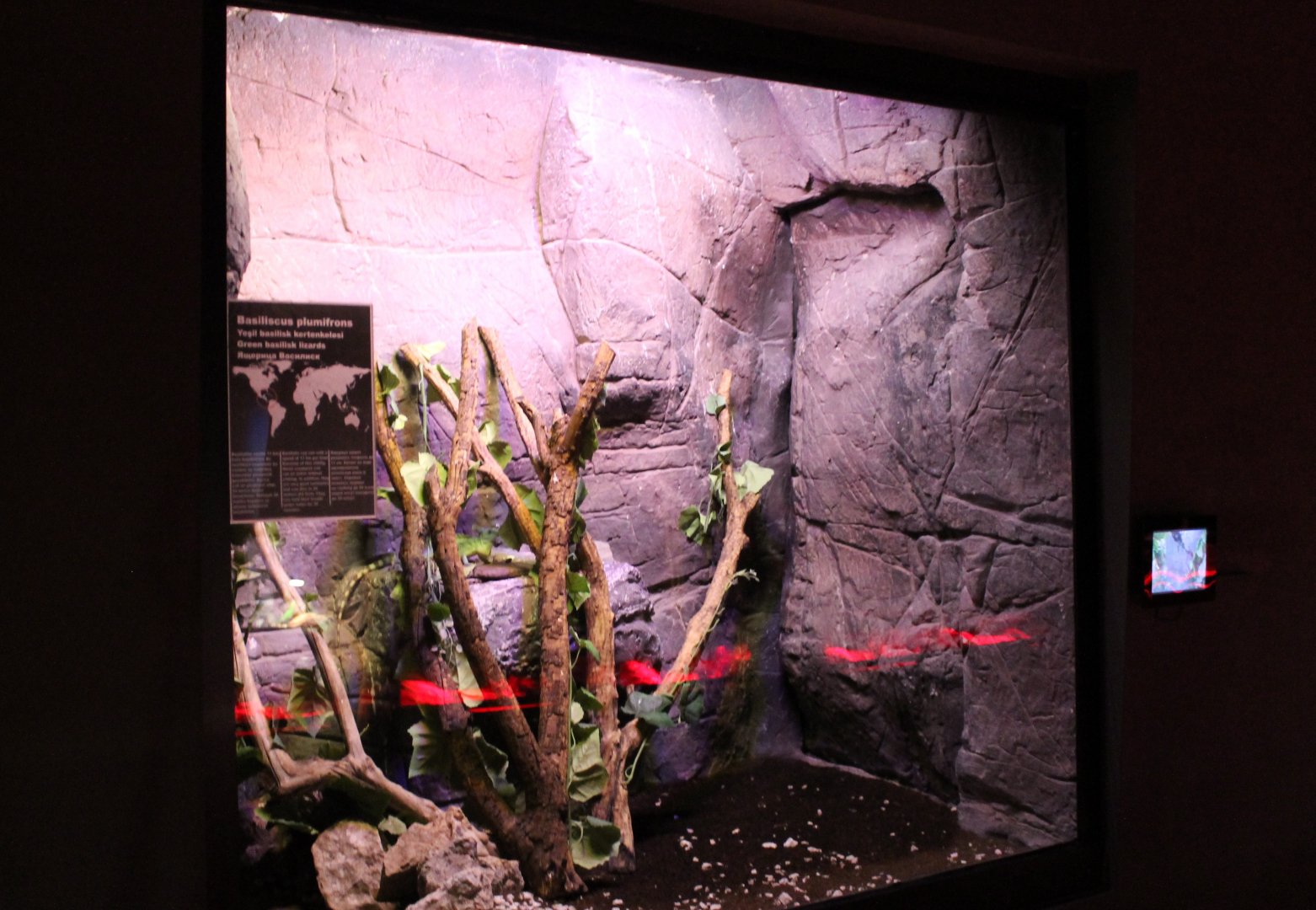 Enclosure Green basilisk