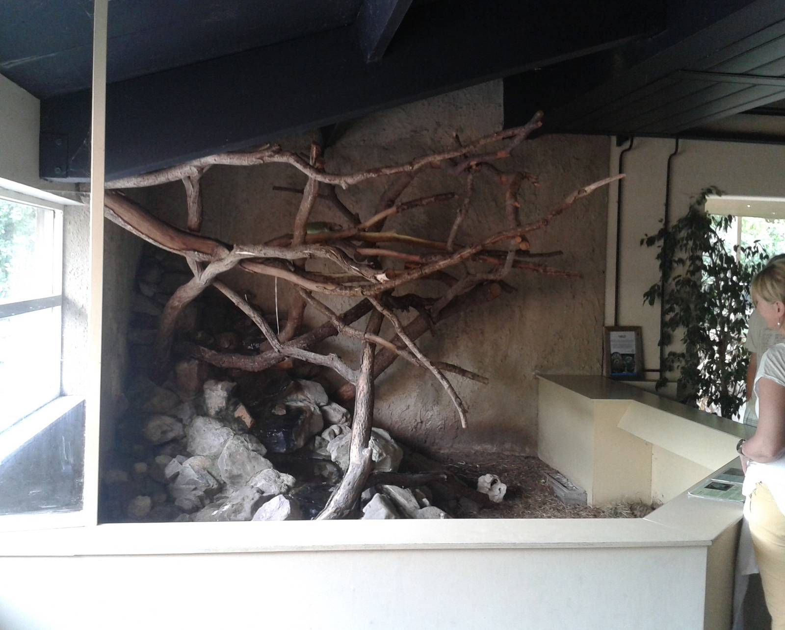 Enclosure Green iguana