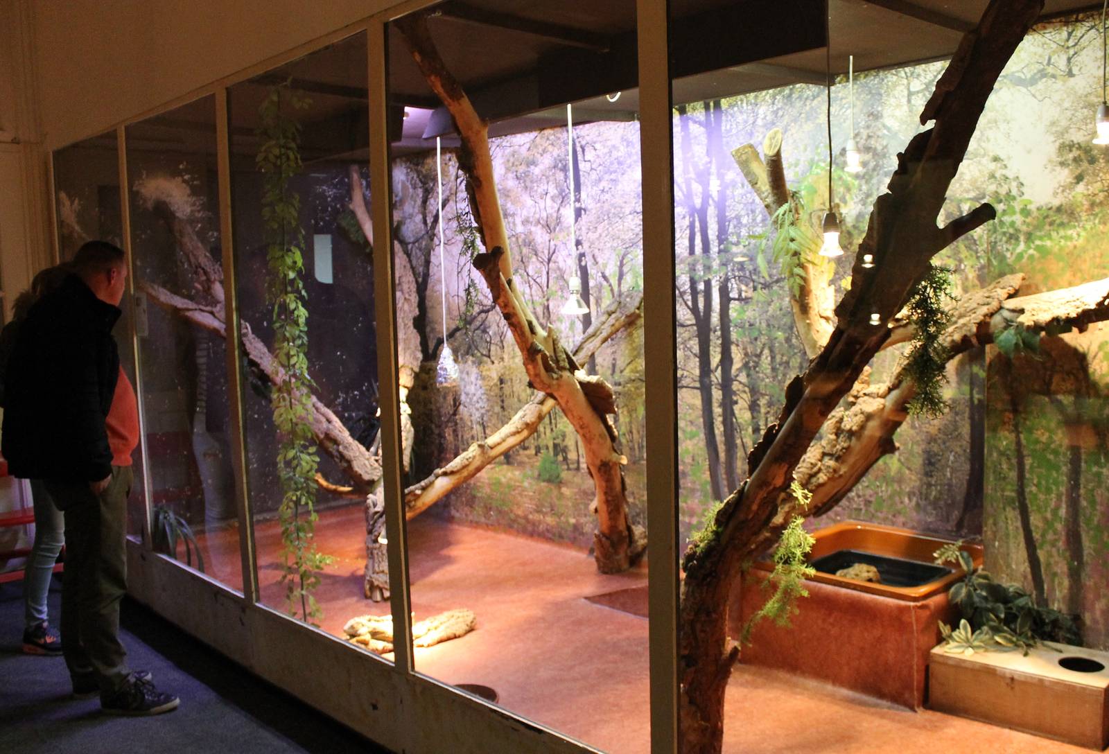 Enclosure Green Iguana