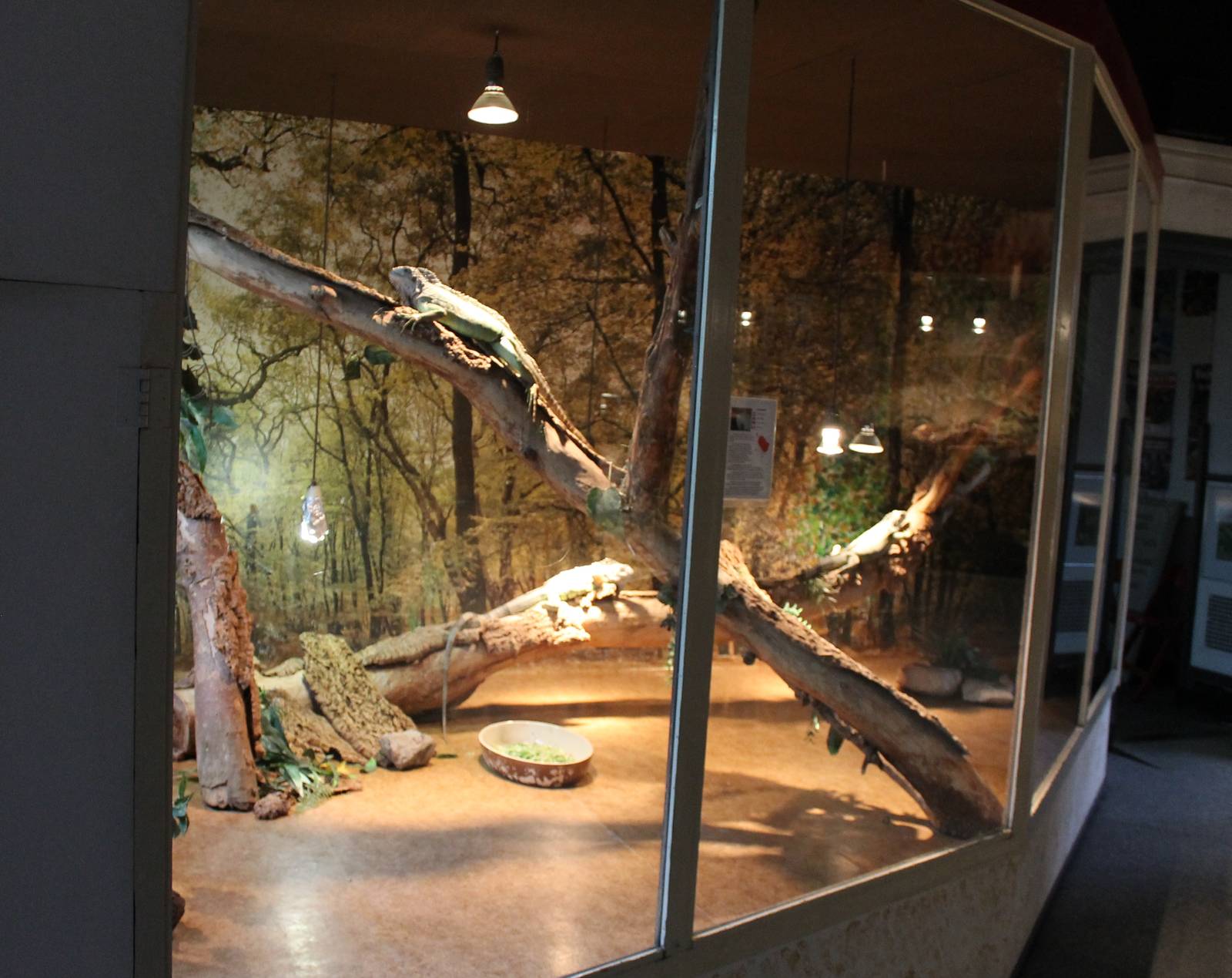 Enclosure Green iguana