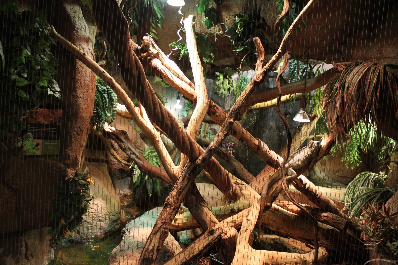 Enclosure Green iguana