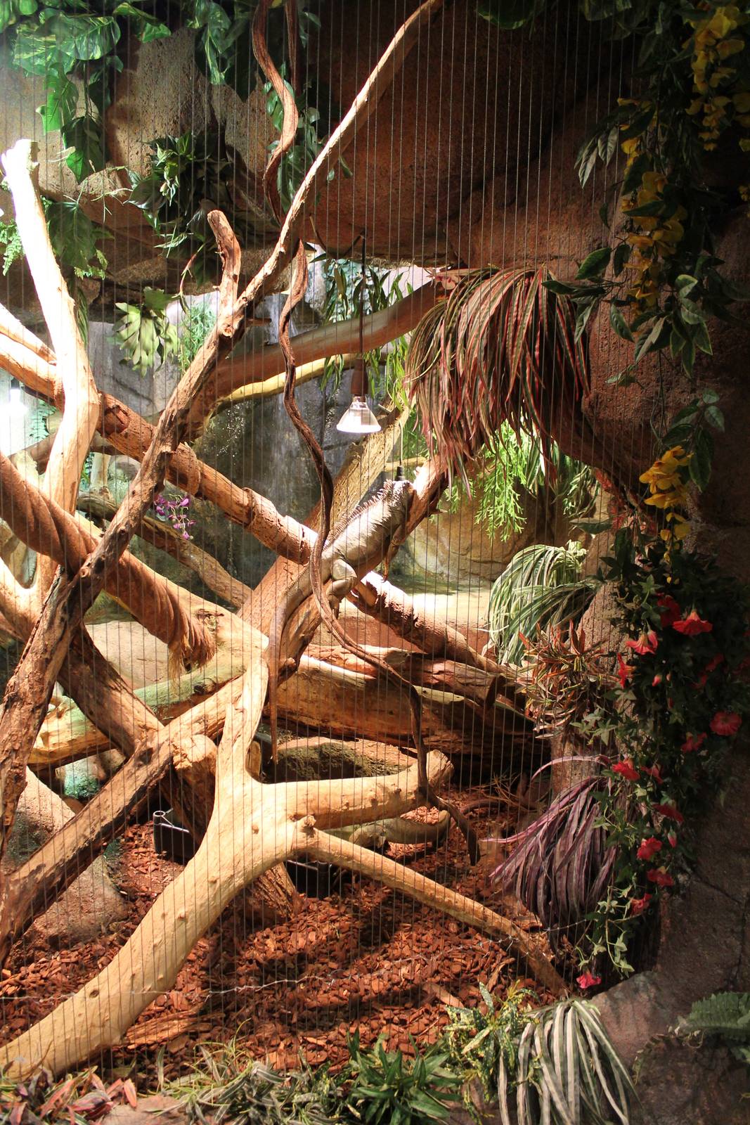 Enclosure Green iguana