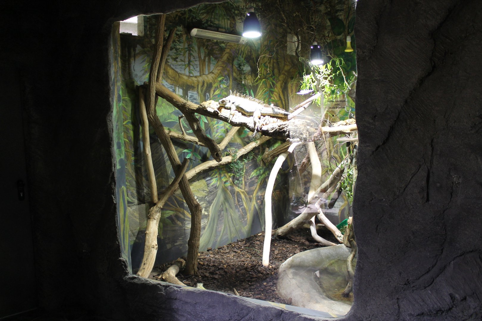 Enclosure Green iguana