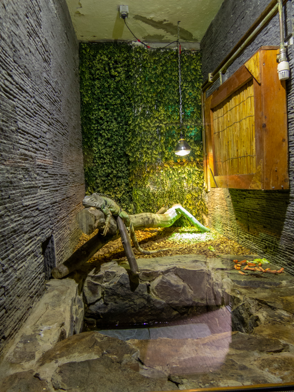 enclosure green iguana