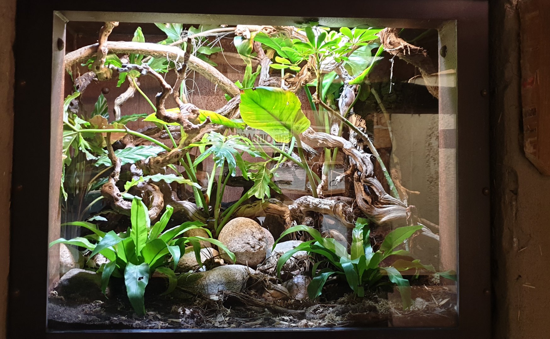 Enclosure Green keel-bellied lizard