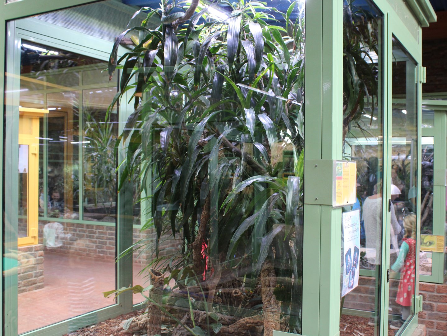 Enclosure Green mamba