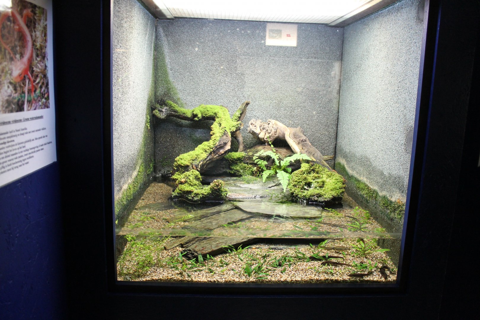 Enclosure Green newt