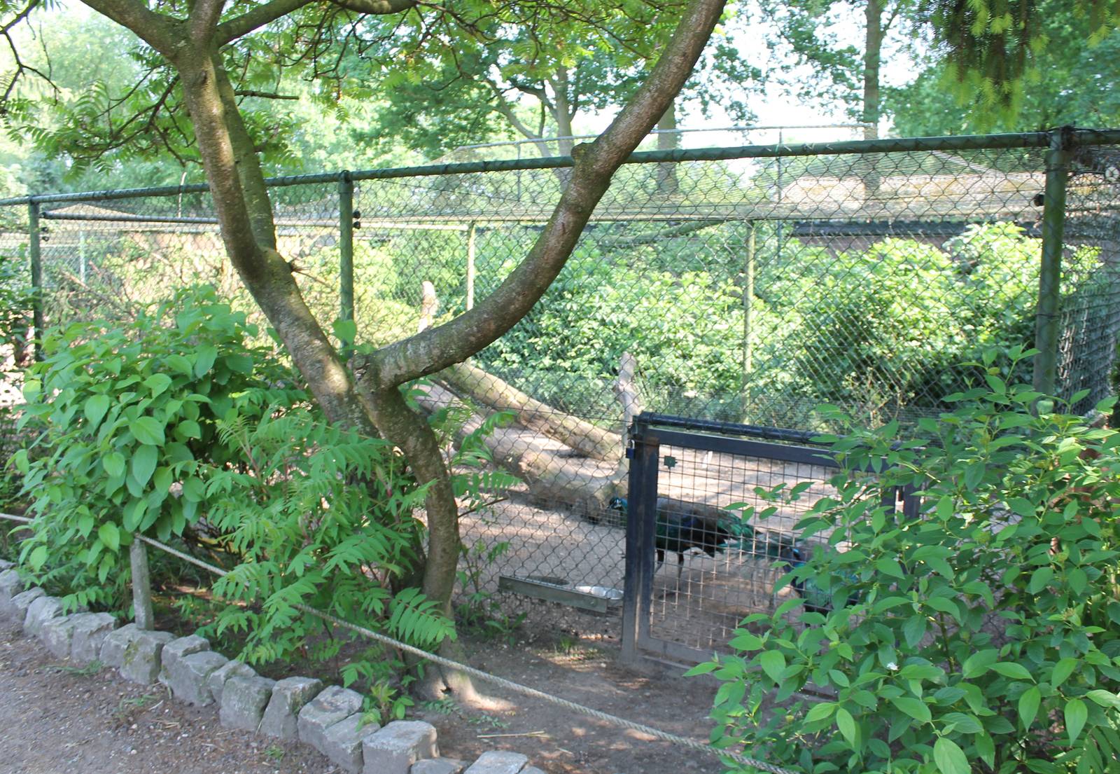 Enclosure Green peacock and Blue peacock